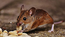 24 Hour & Emergency Exterminators in Calvert, PA